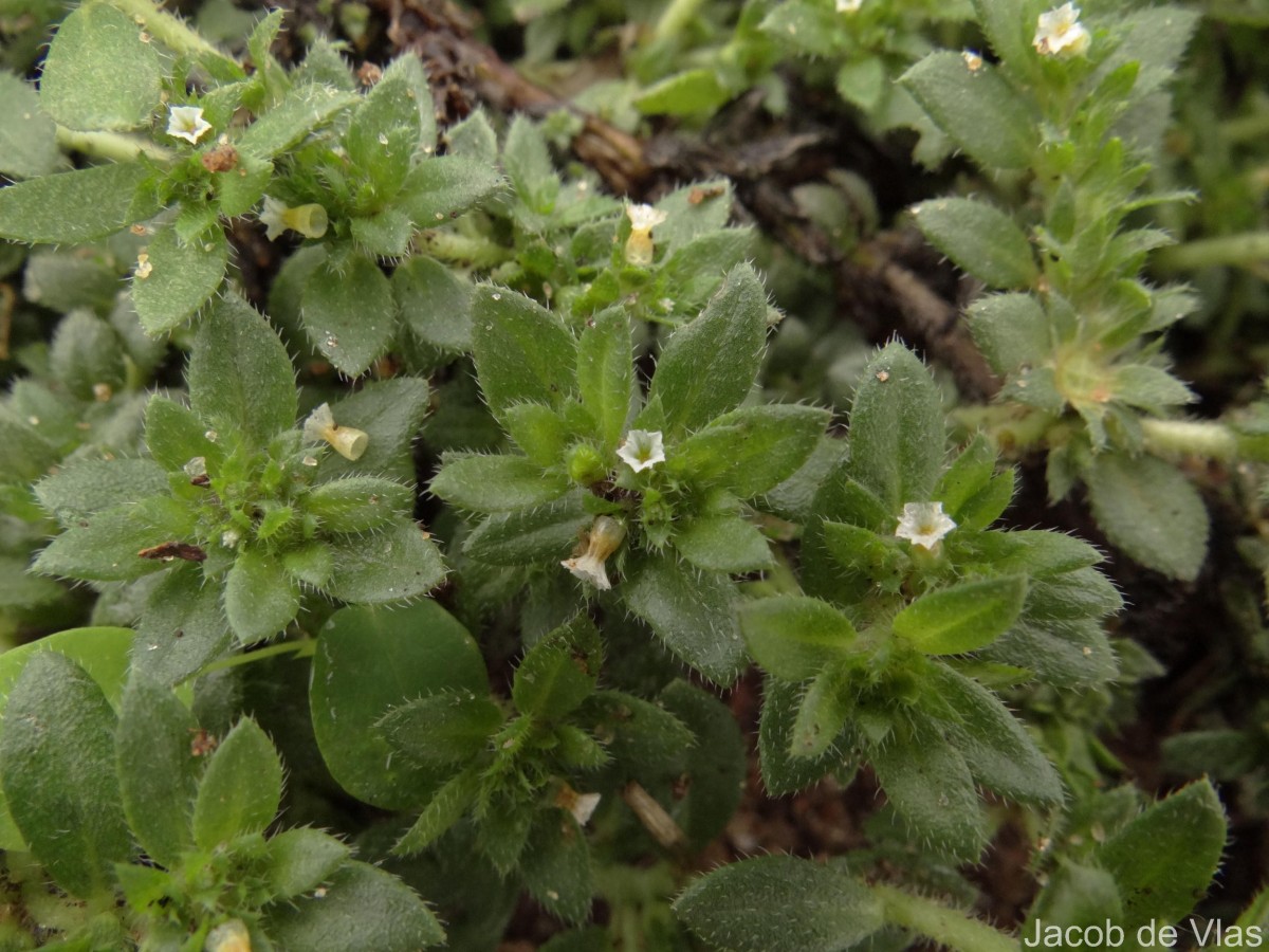 Euploca marifolia (J.Koenig ex Retz.) Ancy & P.Javad